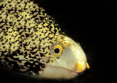 Tags Stichwörter: #naturfotografie #taucher #naturephotography #Phiippinen #nikonunderwater #naturschutz #sporttaucher #tiere #animal #meer #ocean #sealife #unterwasser #nikon #underwater #diving #divingphoto #Anilao #Manila #See #Schnecke #seaslug #nudibranch Beschreibung Beschreibung: Sternflecken Muräne / Snowflake moray / Echidna nebulosa / Safaga, Rotes Meer, Ägypten / Safaga, Red Sea, Egypt Kontaktinformationen Ersteller: Uwe Rzeha Ersteller: E-Mail: uw@meereundmehr.de