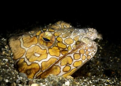 Tags Stichwörter: #naturfotografie #taucher #naturephotography #Phiippinen #nikonunderwater #naturschutz #sporttaucher #tiere #animal #meer #ocean #sealife #unterwasser #nikon #underwater #diving #divingphoto #Anilao #Manila #See #Schnecke #seaslug #nudibranch Beschreibung Beschreibung: Bonapartes Schlangenaal / Napoleon Snake Eel / Ophichthus bonaparti / Anilao, Südchinesisches Meer, Philippinen / Anilao, South China Sea, Philippines Kontaktinformationen Ersteller: Uwe Rzeha Ersteller: E-Mail: uw@meereundmehr.de