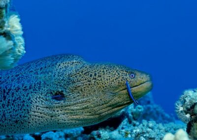 Tags Stichwörter: #naturfotografie #taucher #naturephotography #Phiippinen #nikonunderwater #naturschutz #sporttaucher #tiere #animal #meer #ocean #sealife #unterwasser #nikon #underwater #diving #divingphoto #Anilao #Manila #See #Schnecke #seaslug #nudibranch Beschreibung Beschreibung: Riesenmuräne / Giant moray / Gymnothorax javanicus / Safaga, Rotes Meer, Ägypten / Safaga, Red Sea, Egypt Kontaktinformationen Ersteller: Uwe Rzeha Ersteller: E-Mail: uw@meereundmehr.de