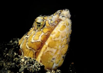 Tags Stichwörter: #naturfotografie #taucher #naturephotography #Phiippinen #nikonunderwater #naturschutz #sporttaucher #tiere #animal #meer #ocean #sealife #unterwasser #nikon #underwater #diving #divingphoto #Anilao #Manila #See #Schnecke #seaslug #nudibranch Beschreibung Beschreibung: Bonapartes Schlangenaal / Napoleon Snake Eel / Ophichthus bonaparti / Anilao, Südchinesisches Meer, Philippinen / Anilao, South China Sea, Philippines Kontaktinformationen Ersteller: Uwe Rzeha Ersteller: E-Mail: uw@meereundmehr.de