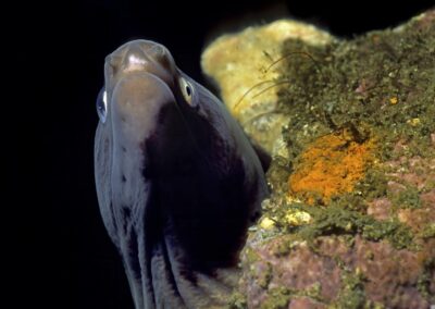 Tags Stichwörter: #naturfotografie #taucher #naturephotography #Phiippinen #nikonunderwater #naturschutz #sporttaucher #tiere #animal #meer #ocean #sealife #unterwasser #nikon #underwater #diving #divingphoto #Anilao #Manila #See #Schnecke #seaslug #nudibranch Beschreibung Beschreibung: Weißaugenmuräne / White-Eyed Moray / Siderea thysoidea / Dumaguete, Sulusee, Philippinen / Dumaguete, Sulusea, Philippines Kontaktinformationen Ersteller: Uwe Rzeha Ersteller: E-Mail: uw@meereundmehr.de