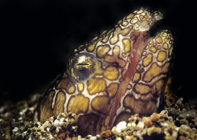Tags Stichwörter: #naturfotografie #taucher #naturephotography #Phiippinen #nikonunderwater #naturschutz #sporttaucher #tiere #animal #meer #ocean #sealife #unterwasser #nikon #underwater #diving #divingphoto #Anilao #Manila #See #Kugelfisch #blowfish #balloonfish #porcupinefish #pufferfish #burrfish Beschreibung Beschreibung: Bonapartes Schlangenaal / Napoleon Snake Eel / Ophichthus bonaparti / Dumaguete, Sulusee, Philippinen / Dumaguete, Sulusea, Philippines Kontaktinformationen Ersteller: Uwe Rzeha Ersteller: E-Mail: uw@meereundmehr.de