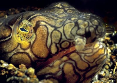 Tags Stichwörter: #naturfotografie #taucher #naturephotography #Phiippinen #nikonunderwater #naturschutz #sporttaucher #tiere #animal #meer #ocean #sealife #unterwasser #nikon #underwater #diving #divingphoto #Anilao #Manila #See #Kugelfisch #blowfish #balloonfish #porcupinefish #pufferfish #burrfish Beschreibung Beschreibung: Bonapartes Schlangenaal / Napoleon Snake Eel / Ophichthus bonaparti / Dumaguete, Sulusee, Philippinen / Dumaguete, Sulusea, Philippines Kontaktinformationen Ersteller: Uwe Rzeha Ersteller: E-Mail: uw@meereundmehr.de