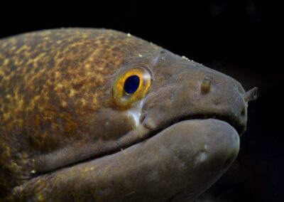 Tags Stichwörter: #naturfotografie #taucher #naturephotography #Phiippinen #nikonunderwater #naturschutz #sporttaucher #tiere #animal #meer #ocean #sealife #unterwasser #nikon #underwater #diving #divingphoto #Anilao #Manila #See #Schnecke #seaslug #nudibranch Beschreibung Beschreibung: Gelbgefleckte Muräne / Yellow-margined moray / Gymnothorax flavimarginatus / Anilao, Südchinesisches Meer, Philippinen / Anilao, South China Sea, Philippines Kontaktinformationen Ersteller: Uwe Rzeha Ersteller: E-Mail: uw@meereundmehr.de