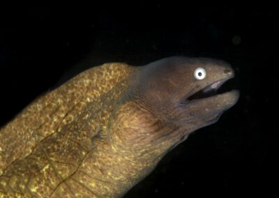 Tags Stichwörter: #naturfotografie #taucher #naturephotography #Phiippinen #nikonunderwater #naturschutz #sporttaucher #tiere #animal #meer #ocean #sealife #unterwasser #nikon #underwater #diving #divingphoto #Anilao #Manila #See #Schnecke #seaslug #nudibranch Beschreibung Beschreibung: Weißaugenmuräne / White-Eyed Moray / Siderea thysoidea / Anilao, Südchinesisches Meer, Philippinen / Anilao, South China Sea, Philippines Kontaktinformationen Ersteller: Uwe Rzeha Ersteller: E-Mail: uw@meereundmehr.de