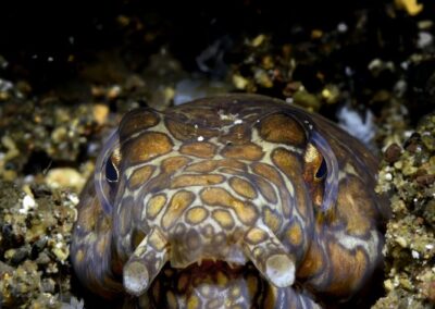 Tags Stichwörter: #naturfotografie #taucher #naturephotography #Phiippinen #nikonunderwater #naturschutz #sporttaucher #tiere #animal #meer #ocean #sealife #unterwasser #nikon #underwater #diving #divingphoto #Anilao #Manila #See #Schnecke #seaslug #nudibranch Beschreibung Beschreibung: Bonapartes Schlangenaal / Napoleon Snake Eel / Ophichthus bonaparti / Anilao, Südchinesisches Meer, Philippinen / Anilao, South China Sea, Philippines Kontaktinformationen Ersteller: Uwe Rzeha Ersteller: E-Mail: uw@meereundmehr.de