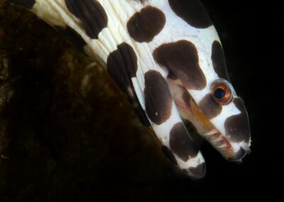 Tags Stichwörter: #naturfotografie #taucher #naturephotography #Phiippinen #nikonunderwater #naturschutz #sporttaucher #tiere #animal #meer #ocean #sealife #unterwasser #nikon #underwater #diving #divingphoto #Anilao #Manila #See #Schnecke #seaslug #nudibranch Beschreibung Beschreibung: Gefleckte Muräne / Spotted Moray / Gymnothorax isingteena / Palawan, Sulusee, Philippinen / Palawan, Sulusea, Philippines Kontaktinformationen Ersteller: Uwe Rzeha Ersteller: E-Mail: uw@meereundmehr.de