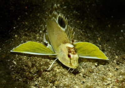 Tags Keywords: #naturfotografie #taucher #naturephotography #Phiippinen #nikonunderwater #naturschutz #sporttaucher #tiere #animal #meer #ocean #sealife #unterwasser #nikon #underwater #diving #divingphoto #Anilao #Manila #See #Schnecke #seaslug #nudibranch Description Description: Wespenskorpionfisch / Longfin Waspfish / Apistus carinatus / Lembeh Strait, Indopazifik, Indonesien / Lembeh Strait, Indopacific, Indonesia Contact Creator: Uwe Rzeha Creator Email: uw@meereundmehr.de