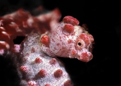 Tags Keywords: rotes Zwerg Seepferdchen red pygmy seahorse Hippocampus bargibanti Philippinen Philippines Cabilao Sulusee Sulusea Insel Isle Gorgonie Gorgonia Kopf Head Salzwasser Salt water Noppen Höcker Insel Isle favoriten terramare Fische Fishes Seepferdchen Seahorses Fisch Fish Seepferd Description Description: rotes Zwerg Seepferdchen / red Pygmy seahorse / Hippocampus bargibanti / Cabilao, Sulusee, Philippinen / Cabilao, Sulusea, Philippines Contact Creator: Uwe Rzeha