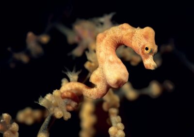 Tags Keywords: Zwerg Seepferdchen Denise`s pygmy seahorse Hippocampus denise Siquijor Sulusee Philippinen Sulusea Philippines Salzwasser Salt water Insel Isle terramare favoriten Seepferdchen seahorses Fische Fishes orange Gorgonie Gorgonia seahorse seahorses Seepferdchen Seepferd pygmy pygmys Zwerg pygmy seahorse Zwerg Seepferd pygmy seahorses Koralle Korallen coral corals Description Description: Zwerg Seepferdchen / Denise`s pygmy seahorse / Hippocampus denise / Siquijor, Sulusee, Philippinen / Siquijor, Sulusea, Philippines Contact Creator: Uwe Rzeha
