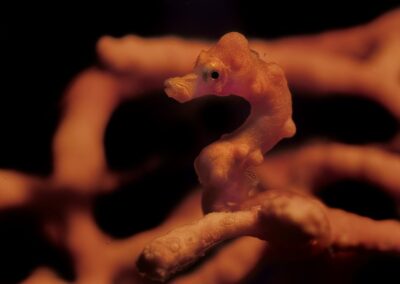 Tags Keywords: Zwerg Seepferdchen Denise`s pygmy seahorse Hippocampus denise Cabilao Sulusee Philippinen Sulusea Philippines Salzwasser Salt water Insel Isle terramare Seepferdchen seahorses Fische Fishes orange Gorgonie Gorgonia seahorse seahorses Seepferdchen Seepferd pygmy pygmys Zwerg pygmy seahorse Zwerg Seepferd pygmy seahorses Koralle Korallen coral corals Description Description: Zwerg Seepferdchen / Denise`s pygmy seahorse / Hippocampus denise / Cabilao, Sulusee, Philippinen / Cabilao, Sulusea, Philippines Contact Creator: Uwe Rzeha