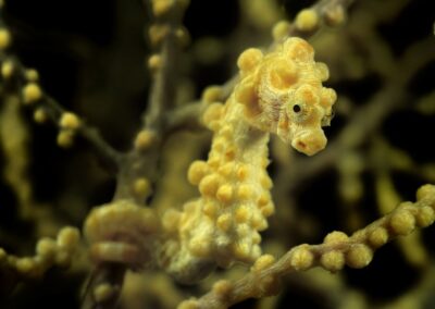 Tags Keywords: Zwerg Seepferdchen Pygmy seahorse Hippocampus bargibanti Cabilao Sulusee Philippinen Sulusea Philippines Salzwasser Salt water Insel Isle terramare Fische Fishes Gorgonie Gorgonia Seepferdchen seahorses seahorse Seepferd Makro macro Description Description: Zwerg Seepferdchen / Pygmy seahorse / Hippocampus bargibanti / Cabilao, Sulusee, Philippinen / Cabilao, Sulusea, Philippines Contact Creator: Uwe Rzeha
