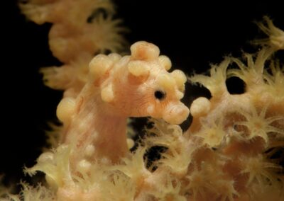 Tags Keywords: #naturfotografie #taucher #naturephotography #Phiippinen #nikonunderwater #naturschutz #sporttaucher #tiere #animal #meer #ocean #sealife #unterwasser #nikon #underwater #diving #divingphoto #Anilao #Manila #See #Schnecke #seaslug #nudibranch Description Description: Zwerg Seepferdchen / Pygmy seahorse / Hippocampus bargibanti / Anilao, Südchinesisches Meer, Philippinen / Anilao, South China Sea, Philippines Contact Creator: Uwe Rzeha Creator Email: uw@meereundmehr.de