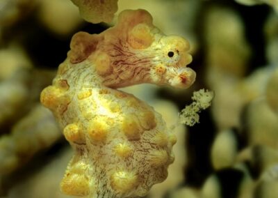 Tags Keywords: gelbes Zwerg Seepferdchen yellow pygmy seahorse Hippocampus bargibanti Philippinen Philippines Cabilao Sulusee Sulusea Insel Isle Gorgonie Gorgonia Salzwasser Salt water Noppen Höcker Insel Isle terramare Fische Fishes Description Description: gelbes Zwerg Seepferdchen / yellow Pygmy seahorse / Hippocampus bargibanti / Cabilao, Sulusee, Philippinen / Cabilao, Sulusea, Philippines Contact Creator: Uwe Rzeha