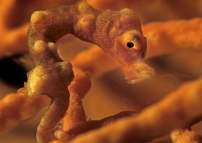 Tags Keywords: #naturfotografie #taucher #naturephotography #Phiippinen #nikonunderwater #naturschutz #sporttaucher #tiere #animal #meer #ocean #sealife #unterwasser #nikon #underwater #diving #divingphoto #Anilao #Manila #See #Schnecke #seaslug #nudibranch Description Description: Zwerg Seepferdchen / Pygmy seahorse / Hippocampus bargibanti / Anilao, Südchinesisches Meer, Philippinen / Anilao, South China Sea, Philippines Contact Creator: Uwe Rzeha Creator Email: uw@meereundmehr.de