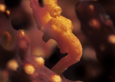 Tags Keywords: #naturfotografie #taucher #naturephotography #Phiippinen #nikonunderwater #naturschutz #sporttaucher #tiere #animal #meer #ocean #sealife #unterwasser #nikon #underwater #diving #divingphoto #Anilao #Manila #See #Schnecke #seaslug #nudibranch Description Description: Zwerg Seepferdchen / Denise`s pygmy seahorse / Hippocampus denise / Cabilao, Sulusee, Philippinen / Cabilao, Sulusea, Philippines Contact Creator: Uwe Rzeha Creator Email: uw@meereundmehr.de