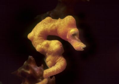Tags Keywords: #naturfotografie #taucher #naturephotography #Phiippinen #nikonunderwater #naturschutz #sporttaucher #tiere #animal #meer #ocean #sealife #unterwasser #nikon #underwater #diving #divingphoto #Anilao #Manila #See #Schnecke #seaslug #nudibranch Description Description: Zwerg Seepferdchen / Denise`s pygmy seahorse / Hippocampus denise / Cabilao, Sulusee, Philippinen / Cabilao, Sulusea, Philippines Contact Creator: Uwe Rzeha Creator Email: uw@meereundmehr.de