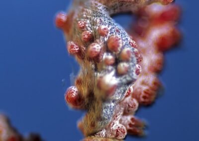 Tags Keywords: rotes Zwerg Seepferdchen red pygmy seahorse Hippocampus bargibanti Philippinen Philippines Cabilao Sulusee Sulusea Insel Isle Gorgonie Gorgonia Salzwasser Salt water Noppen Höcker Insel Isle terramare Fische Fishes Seepferdchen Seahorses Description Description: rotes Zwerg Seepferdchen / red Pygmy seahorse / Hippocampus bargibanti / Cabilao, Sulusee, Philippinen / Cabilao, Sulusea, Philippines Contact Creator: Uwe Rzeha