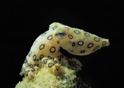 Tags Keywords: #naturfotografie #taucher #naturephotography #Phiippinen #nikonunderwater #naturschutz #sporttaucher #tiere #animal #meer #ocean #sealife #unterwasser #nikon #underwater #diving #divingphoto #Anilao #Manila #See #Schnecke #seaslug #nudibranch Description Description: Blaugeringelter Krake / Bluering Octopus / Hapalochlaena maculosa / Cabilao, Sulusee, Philippinen / Cabilao, Sulusea, Philippines Contact Creator: Uwe Rzeha Creator Email: uw@meereundmehr.de