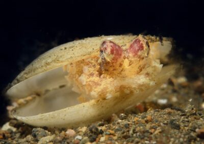 Tags Keywords: Krake Kraken Pulpo octopus Octopodidae Mollusk Gift Ocellate Octopus Weichtier Mollusca Octopodinae Octopodiformes Octopoda Animalia Dumaguete Sulusee Philippinen Sulusea Philippines Tintenfisch Tintenfische Kopffüßer cephalopod calamari cuttle cuttlefish mollusc molluscan Negros terramare Marine Invertebrates NiedereTiere Isle Insel Saugnäpfe Arme Benthic Octopuses fe`e mototi niedere-tiere/molluske Description Description: Blauring Krake / Blue-ringed octopus / Hapalochlaena sp. / Anilao, Südchinesisches Meer, Philippinen / Anilao, South China Sea, Philippines Contact Creator: Uwe Rzeha Creator Email: uw@meereundmehr.de