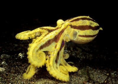 Tags Keywords: #naturfotografie #taucher #naturephotography #Phiippinen #nikonunderwater #naturschutz #sporttaucher #tiere #animal #meer #ocean #sealife #unterwasser #nikon #underwater #diving #divingphoto #Anilao #Manila #See #Schnecke #seaslug #nudibranch Description Description: Poison Ocellate Kraken / Poison ocellate octopus / Octopus mototi / Dumaguete, Sulusee, Philippinen / Dumaguete, Sulusea, Philippines Contact Creator: Uwe Rzeha Creator Email: uw@meereundmehr.de