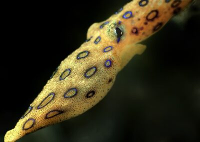 Tags Keywords: #naturfotografie #taucher #naturephotography #Phiippinen #nikonunderwater #naturschutz #sporttaucher #tiere #animal #meer #ocean #sealife #unterwasser #nikon #underwater #diving #divingphoto #Anilao #Manila #See #Schnecke #seaslug #nudibranch Description Description: Blaugeringelter Krake / Bluering Octopus / Hapalochlaena maculosa / Cabilao, Sulusee, Philippinen / Cabilao, Sulusea, Philippines Contact Creator: Uwe Rzeha Creator Email: uw@meereundmehr.de