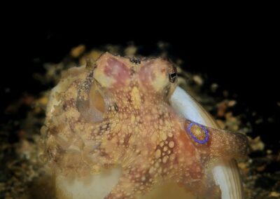 Tags Keywords: Krake Kraken Pulpo octopus Octopodidae Mollusk Gift Ocellate Octopus Weichtier Mollusca Octopodinae Octopodiformes Octopoda Animalia Dumaguete Sulusee Philippinen Sulusea Philippines Tintenfisch Tintenfische Kopffüßer cephalopod calamari cuttle cuttlefish mollusc molluscan Negros terramare Marine Invertebrates NiedereTiere Isle Insel Saugnäpfe Arme Benthic Octopuses fe`e mototi niedere-tiere/molluske Description Description: Blauring Krake / Blue-ringed octopus / Hapalochlaena sp. / Anilao, Südchinesisches Meer, Philippinen / Anilao, South China Sea, Philippines Contact Creator: Uwe Rzeha Creator Email: uw@meereundmehr.de