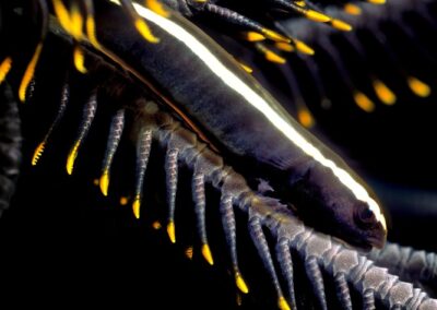 Tags Keywords: #naturfotografie #taucher #naturephotography #Phiippinen #nikonunderwater #naturschutz #sporttaucher #tiere #animal #meer #ocean #sealife #unterwasser #nikon #underwater #diving #divingphoto #Anilao #Manila #See #Schnecke #seaslug #nudibranch Description Description: Streifen-Federstern-Saugfisch / Crinoid clingfish / Discotrema monogrammum / Lembeh Strait, Indopazifik, Indonesien / Lembeh Strait, Indopacific, Indonesia Contact Creator: Uwe Rzeha Creator Email: uw@meereundmehr.de