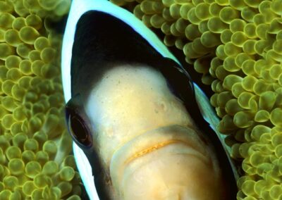 Tags Keywords: #naturfotografie #taucher #naturephotography #Phiippinen #nikonunderwater #naturschutz #sporttaucher #tiere #animal #meer #ocean #sealife #unterwasser #nikon #underwater #diving #divingphoto #Anilao #Manila #See #Schnecke #seaslug #nudibranch #Ägypten #Rotes Meer #Big Brother #Red Sea #Egypt Description Description: Clarks Anemonenfisch / Clark's anemonefish / Amphiprion clarkii / Malapascua, Sulusee, Philippinen / Malapascua, Sulusea, Philippines Contact Creator: Uwe Rzeha Creator Email: uw@meereundmehr.de