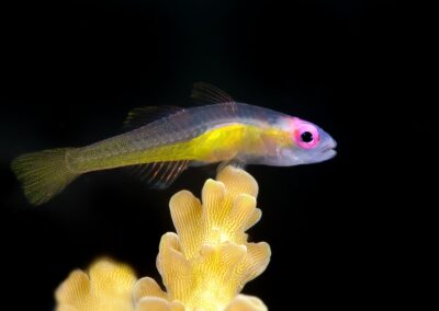 Tags Keywords: #naturfotografie #taucher #naturephotography #Phiippinen #nikonunderwater #naturschutz #sporttaucher #tiere #animal #meer #ocean #sealife #unterwasser #nikon #underwater #diving #divingphoto #Anilao #Manila #See #Schnecke #seaslug #nudibranch #anglerfisch #fisch Description Description: Violettaugen-Zwerggrundel / Purple eye goby / Bryaninops natans / Anilao, Südchinesisches Meer, Philippinen / Anilao, South China Sea, Philippines Contact Creator: Uwe Rzeha Creator Email: uw@meereundmehr.de