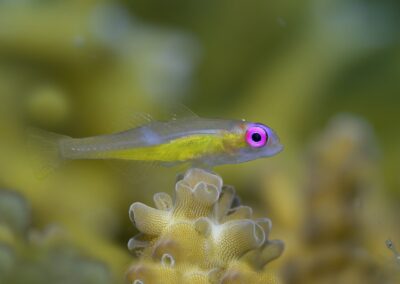 Tags Keywords: #naturfotografie #taucher #naturephotography #Phiippinen #nikonunderwater #naturschutz #sporttaucher #tiere #animal #meer #ocean #sealife #unterwasser #nikon #underwater #diving #divingphoto #Anilao #Manila #See #Schnecke #seaslug #nudibranch #anglerfisch #fisch Description Description: Violettaugen-Zwerggrundel / Purple eye goby / Bryaninops natans / Anilao, Südchinesisches Meer, Philippinen / Anilao, South China Sea, Philippines Contact Creator: Uwe Rzeha Creator Email: uw@meereundmehr.de