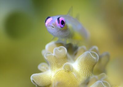 Tags Keywords: #naturfotografie #taucher #naturephotography #Phiippinen #nikonunderwater #naturschutz #sporttaucher #tiere #animal #meer #ocean #sealife #unterwasser #nikon #underwater #diving #divingphoto #Anilao #Manila #See #Schnecke #seaslug #nudibranch #anglerfisch #fisch Description Description: Violettaugen-Zwerggrundel / Purple eye goby / Bryaninops natans / Anilao, Südchinesisches Meer, Philippinen / Anilao, South China Sea, Philippines Contact Creator: Uwe Rzeha Creator Email: uw@meereundmehr.de
