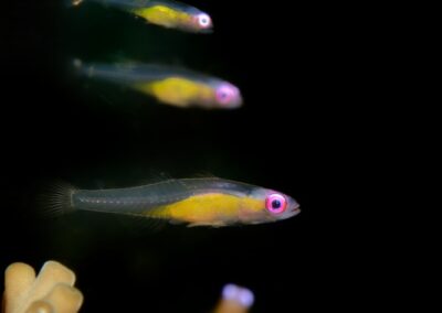 Tags Keywords: #naturfotografie #taucher #naturephotography #Phiippinen #nikonunderwater #naturschutz #sporttaucher #tiere #animal #meer #ocean #sealife #unterwasser #nikon #underwater #diving #divingphoto #Anilao #Manila #See #Schnecke #seaslug #nudibranch #anglerfisch #fisch Description Description: Violettaugen-Zwerggrundel / Purple eye goby / Bryaninops natans / Anilao, Südchinesisches Meer, Philippinen / Anilao, South China Sea, Philippines Contact Creator: Uwe Rzeha Creator Email: uw@meereundmehr.de