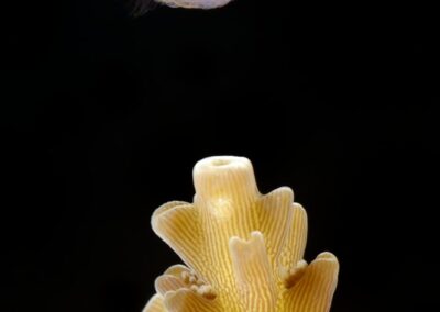 Tags Keywords: #naturfotografie #taucher #naturephotography #Phiippinen #nikonunderwater #naturschutz #sporttaucher #tiere #animal #meer #ocean #sealife #unterwasser #nikon #underwater #diving #divingphoto #Anilao #Manila #See #Schnecke #seaslug #nudibranch #anglerfisch #fisch Description Description: Violettaugen-Zwerggrundel / Purple eye goby / Bryaninops natans / Anilao, Südchinesisches Meer, Philippinen / Anilao, South China Sea, Philippines Contact Creator: Uwe Rzeha Creator Email: uw@meereundmehr.de