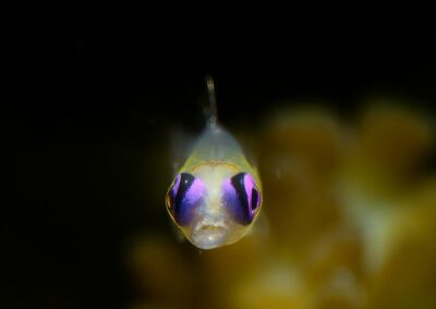 Tags Keywords: #naturfotografie #taucher #naturephotography #Phiippinen #nikonunderwater #naturschutz #sporttaucher #tiere #animal #meer #ocean #sealife #unterwasser #nikon #underwater #diving #divingphoto #Anilao #Manila #See #Schnecke #seaslug #nudibranch #anglerfisch #fisch Description Description: Violettaugen-Zwerggrundel / Purple eye goby / Bryaninops natans / Anilao, Südchinesisches Meer, Philippinen / Anilao, South China Sea, Philippines Contact Creator: Uwe Rzeha Creator Email: uw@meereundmehr.de