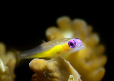 Tags Keywords: #naturfotografie #taucher #naturephotography #Phiippinen #nikonunderwater #naturschutz #sporttaucher #tiere #animal #meer #ocean #sealife #unterwasser #nikon #underwater #diving #divingphoto #Anilao #Manila #See #Schnecke #seaslug #nudibranch #anglerfisch #fisch Description Description: Violettaugen-Zwerggrundel / Purple eye goby / Bryaninops natans / Anilao, Südchinesisches Meer, Philippinen / Anilao, South China Sea, Philippines Contact Creator: Uwe Rzeha Creator Email: uw@meereundmehr.de