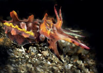 Tags Keywords: #naturfotografie #taucher #naturephotography #Phiippinen #nikonunderwater #naturschutz #sporttaucher #tiere #animal #meer #ocean #sealife #unterwasser #nikon #underwater #diving #divingphoto #Anilao #Manila #See #Schnecke #seaslug #nudibranch #anglerfisch #fisch Description Description: Violettaugen-Zwerggrundel / Purple eye goby / Bryaninops natans / Anilao, Südchinesisches Meer, Philippinen / Anilao, South China Sea, Philippines Contact Creator: Uwe Rzeha Creator Email: uw@meereundmehr.de