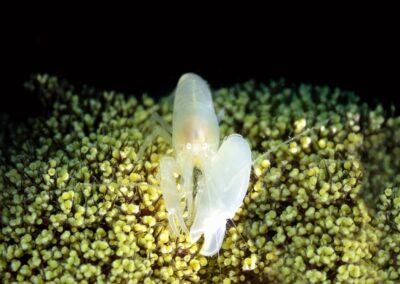 Tags Keywords: #naturfotografie #taucher #naturephotography #Phiippinen #nikonunderwater #naturschutz #sporttaucher #tiere #animal #meer #ocean #sealife #unterwasser #nikon #underwater #diving #divingphoto #Anilao #Manila #See #Schnecke #seaslug #nudibranch Description Description: Knallkrebs / Pistol shrimp / Alpheus macrocheles / Anilao, Südchinesisches Meer, Philippinen / Anilao, South China Sea, Philippines Contact Creator: Uwe Rzeha Creator Email: uw@meereundmehr.de