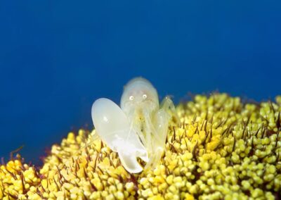 Tags Keywords: #naturfotografie #taucher #naturephotography #Phiippinen #nikonunderwater #naturschutz #sporttaucher #tiere #animal #meer #ocean #sealife #unterwasser #nikon #underwater #diving #divingphoto #Anilao #Manila #See #Schnecke #seaslug #nudibranch Description Description: Knallkrebs / Pistol shrimp / Alpheus macrocheles / Anilao, Südchinesisches Meer, Philippinen / Anilao, South China Sea, Philippines Contact Creator: Uwe Rzeha Creator Email: uw@meereundmehr.de