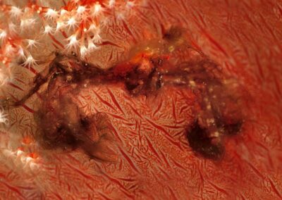 Tags Keywords: Orang Utang Krabbe Orang - utang crab Achaeus japonicus Orang Utang Krabbe terramare NiedereTiere Philippinen Philippines Sulusee Sulusea Salzwasser Salt water Negros Insel Isle Bild Foto Picture Marine Invertebrates Japanischer Spinnenkrebs Spider Crab Spinnenkrebs spider crab crabs Krabben Krebs Krebse Weichkoralle Soft coral coral Koralle Korallen Description Description: Orang-Utan-Krabbe / Orang-Utan crab / Achaeus japonicus / Dumaguete, Sulusee, Philippinen / Dumaguete, Sulusea, Philippines Contact Creator: Uwe Rzeha Creator Email: uw@meereundmehr.de