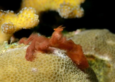 Tags Keywords: #naturfotografie #taucher #naturephotography #Phiippinen #nikonunderwater #naturschutz #sporttaucher #tiere #animal #meer #ocean #sealife #unterwasser #nikon #underwater #diving #divingphoto #Anilao #Manila #See #Schnecke #seaslug #nudibranch Description Description: Orang-Utan-Krabbe / Orang-Utan crab / Achaeus japonicus / Anilao, Südchinesisches Meer, Philippinen / Anilao, South China Sea, Philippines Contact Creator: Uwe Rzeha Creator Email: uw@meereundmehr.de