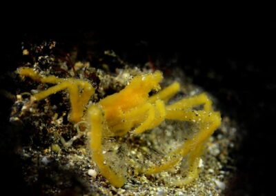 Tags Keywords: #naturfotografie #taucher #naturephotography #Phiippinen #nikonunderwater #naturschutz #sporttaucher #tiere #animal #meer #ocean #sealife #unterwasser #nikon #underwater #diving #divingphoto #Anilao #Manila #See #Schnecke #seaslug #nudibranch Description Description: Orang-Utan-Krabbe / Orang-Utan crab / Achaeus japonicus / Anilao, Südchinesisches Meer, Philippinen / Anilao, South China Sea, Philippines Contact Creator: Uwe Rzeha Creator Email: uw@meereundmehr.de