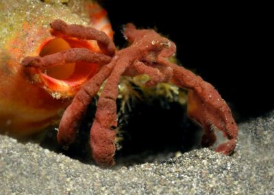 Tags Keywords: #naturfotografie #taucher #naturephotography #Phiippinen #nikonunderwater #naturschutz #sporttaucher #tiere #animal #meer #ocean #sealife #unterwasser #nikon #underwater #diving #divingphoto #Anilao #Manila #See #Schnecke #seaslug #nudibranch Description Description: Orang-Utan-Krabbe / Orang-Utan crab / Oncinopus sp. / Achaeus japonicus / Lembeh Strait, Indopazifik, Indonesien / Lembeh Strait, Indopacific, Indonesia Contact Creator: Uwe Rzeha Creator Email: uw@meereundmehr.de