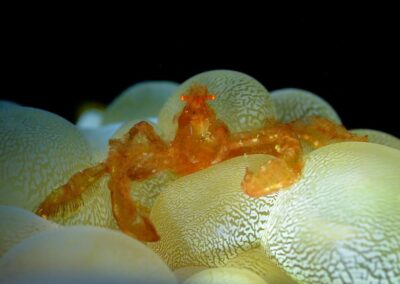 Tags Keywords: #naturfotografie #taucher #naturephotography #Phiippinen #nikonunderwater #naturschutz #sporttaucher #tiere #animal #meer #ocean #sealife #unterwasser #nikon #underwater #diving #divingphoto #Anilao #Manila #See #Schnecke #seaslug #nudibranch Description Description: Orang-Utan-Krabbe / Orang-Utan crab / Oncinopus sp. / Achaeus japonicus / Lembeh Strait, Indopazifik, Indonesien / Lembeh Strait, Indopacific, Indonesia Contact Creator: Uwe Rzeha Creator Email: uw@meereundmehr.de