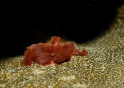 Tags Keywords: #naturfotografie #taucher #naturephotography #Phiippinen #nikonunderwater #naturschutz #sporttaucher #tiere #animal #meer #ocean #sealife #unterwasser #nikon #underwater #diving #divingphoto #Anilao #Manila #See #Schnecke #seaslug #nudibranch Description Description: Orang-Utan-Krabbe / Orang-Utan crab / Achaeus japonicus / Anilao, Südchinesisches Meer, Philippinen / Anilao, South China Sea, Philippines Contact Creator: Uwe Rzeha Creator Email: uw@meereundmehr.de