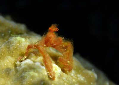 Tags Keywords: #naturfotografie #taucher #naturephotography #Phiippinen #nikonunderwater #naturschutz #sporttaucher #tiere #animal #meer #ocean #sealife #unterwasser #nikon #underwater #diving #divingphoto #Anilao #Manila #See #Schnecke #seaslug #nudibranch Description Description: Orang-Utan-Krabbe / Orang-Utan crab / Achaeus japonicus / Anilao, Südchinesisches Meer, Philippinen / Anilao, South China Sea, Philippines Contact Creator: Uwe Rzeha Creator Email: uw@meereundmehr.de