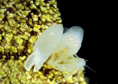 Tags Keywords: #naturfotografie #taucher #naturephotography #Phiippinen #nikonunderwater #naturschutz #sporttaucher #tiere #animal #meer #ocean #sealife #unterwasser #nikon #underwater #diving #divingphoto #Anilao #Manila #See #Schnecke #seaslug #nudibranch Description Description: Orang-Utan-Krabbe / Orang-Utan crab / Achaeus japonicus / Anilao, Südchinesisches Meer, Philippinen / Anilao, South China Sea, Philippines Contact Creator: Uwe Rzeha Creator Email: uw@meereundmehr.de