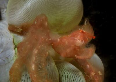 Tags Keywords: #naturfotografie #taucher #naturephotography #Phiippinen #nikonunderwater #naturschutz #sporttaucher #tiere #animal #meer #ocean #sealife #unterwasser #nikon #underwater #diving #divingphoto #Anilao #Manila #See #Schnecke #seaslug #nudibranch Description Description: Orang-Utan-Krabbe / Orang-Utan crab / Achaeus japonicus / Anilao, Südchinesisches Meer, Philippinen / Anilao, South China Sea, Philippines Contact Creator: Uwe Rzeha Creator Email: uw@meereundmehr.de