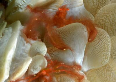 Tags Keywords: #naturfotografie #taucher #naturephotography #Phiippinen #nikonunderwater #naturschutz #sporttaucher #tiere #animal #meer #ocean #sealife #unterwasser #nikon #underwater #diving #divingphoto #Anilao #Manila #See #Schnecke #seaslug #nudibranch Description Description: Orang-Utan-Krabbe / Orang-Utan crab / Achaeus japonicus / Anilao, Südchinesisches Meer, Philippinen / Anilao, South China Sea, Philippines Contact Creator: Uwe Rzeha Creator Email: uw@meereundmehr.de