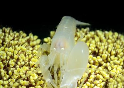 Tags Keywords: #naturfotografie #taucher #naturephotography #Phiippinen #nikonunderwater #naturschutz #sporttaucher #tiere #animal #meer #ocean #sealife #unterwasser #nikon #underwater #diving #divingphoto #Anilao #Manila #See #Schnecke #seaslug #nudibranch Description Description: Knallkrebs / Pistol shrimp / Alpheus macrocheles / Anilao, Südchinesisches Meer, Philippinen / Anilao, South China Sea, Philippines Contact Creator: Uwe Rzeha Creator Email: uw@meereundmehr.de